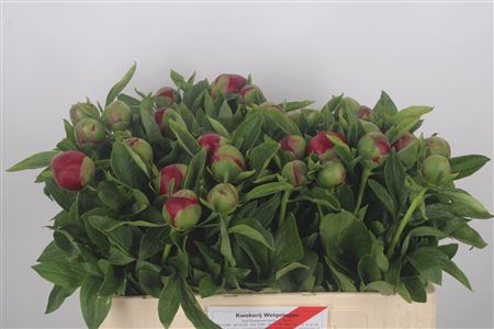 <h4>Paeonia Red Charm X30</h4>