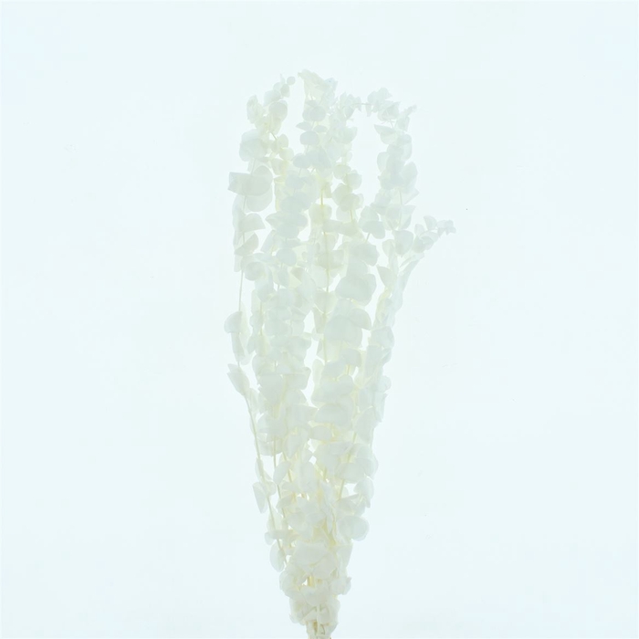 <h4>Dried Bleached Eucalyptus Baby Blue</h4>