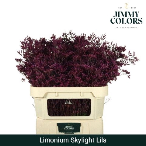 <h4>Limonium skylight paint lila</h4>