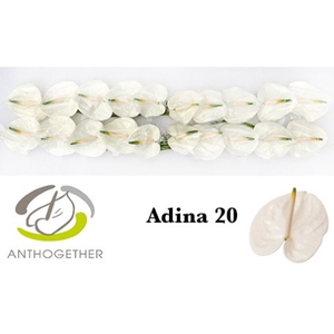 ANTH A ADINA 20