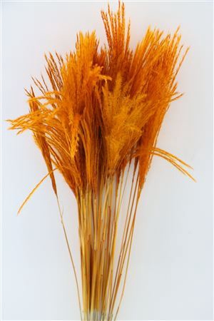 <h4>Dried Stipa Feather Orange P. Stem</h4>