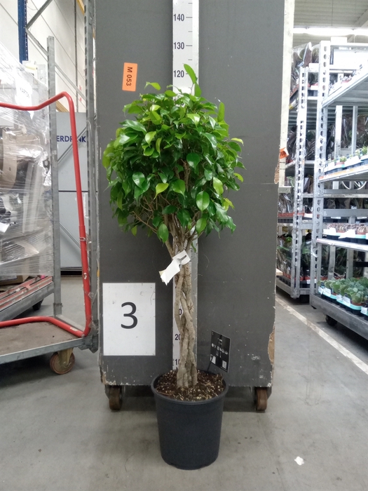 <h4>Ficus benja. 'Exotica'</h4>
