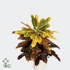 Codiaeum variegatum grootbladig 'Excellent' 13Ø 45cm