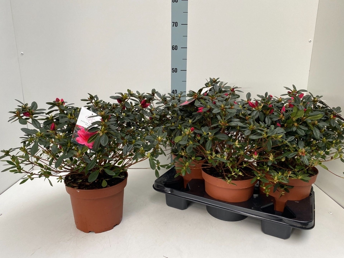 <h4>Rhododendron Japanse Azalea</h4>