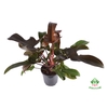 Philodendron Florida Bronze 19Ø 70cm