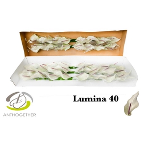 ANTH LUMINA 40 smart pack.