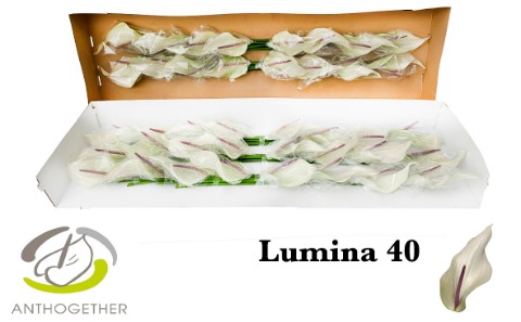 ANTH LUMINA 40 smart pack.