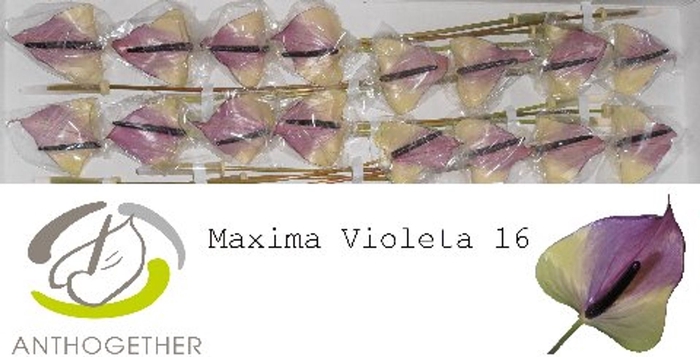 <h4>Anth Maxima Violeta</h4>