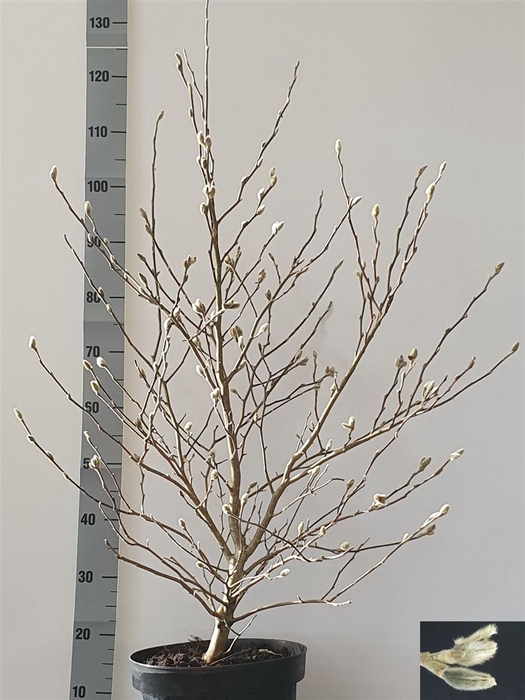 <h4>Magnolia Stellata 28 H130</h4>