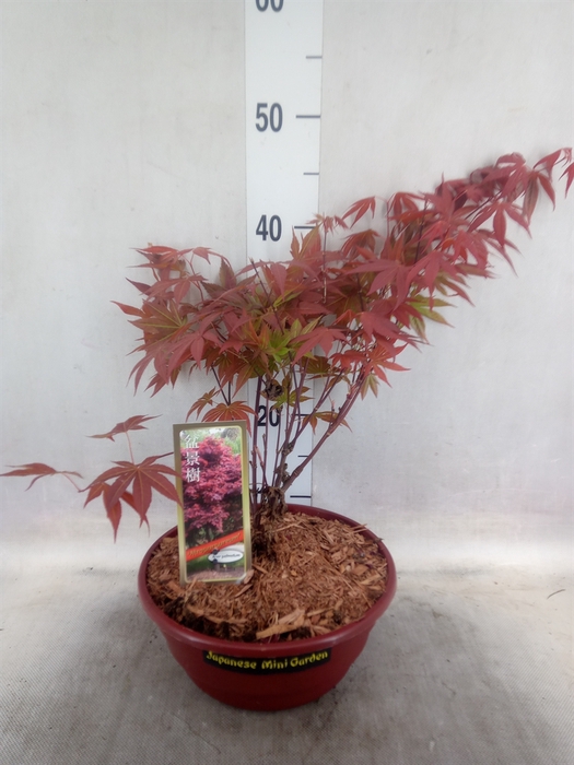 <h4>Acer palmatum 'Atropurpureum'</h4>