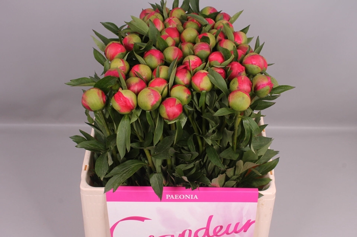 <h4>Paeonia Coral Charm | Heavy Quality</h4>