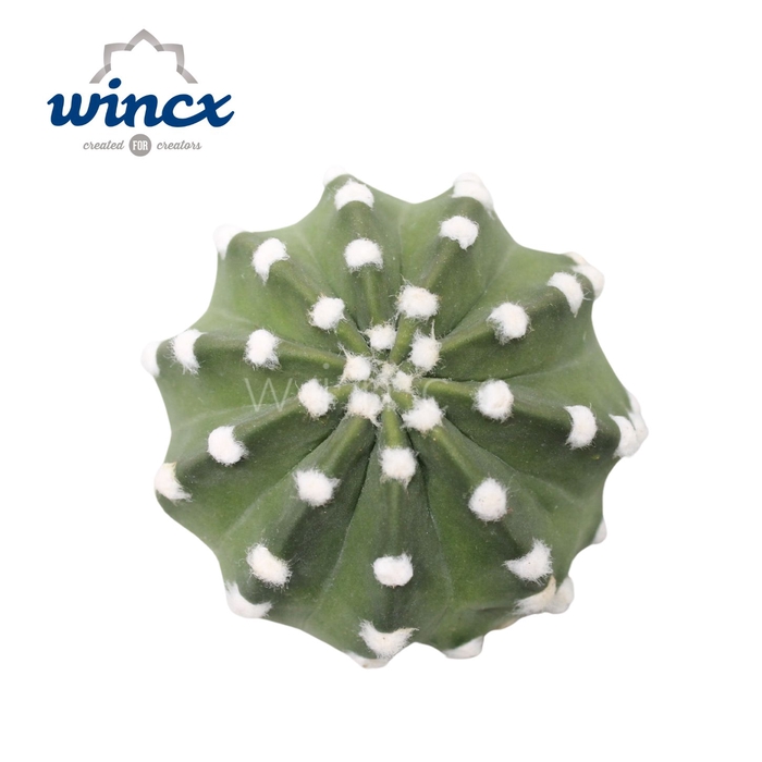 Cactus Subdenudata Cutflower Wincx-8cm