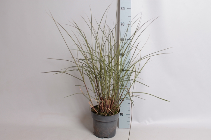 vaste planten 19 cm  Miscanthus Kleine Fontaine