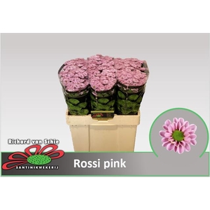 CHR S ROSSI PINK