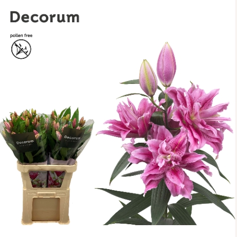 <h4>Lilium or dbl roselily tosca</h4>