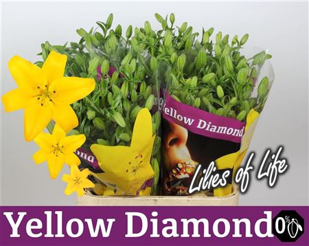 <h4>Li La Yellow Diamond</h4>