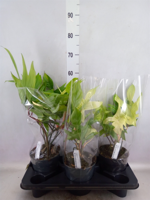<h4>Philodendron  'Florida Ghost'</h4>