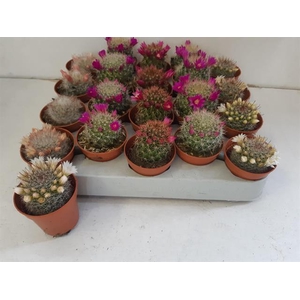 Cactus Flowering 5,5Ø 10cm