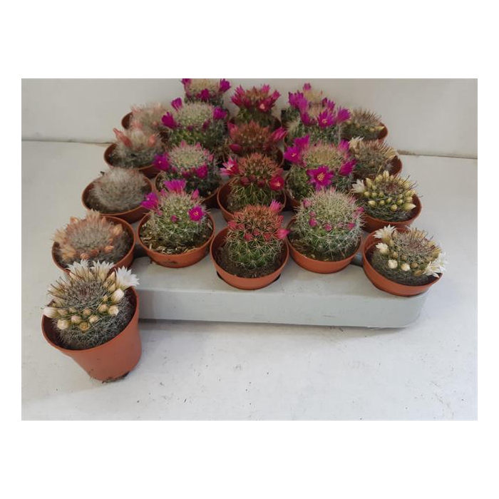 <h4>Cactus Flowering 5,5Ø 10cm</h4>