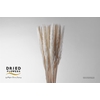 Dried Bleached Cortaderia Fluffy