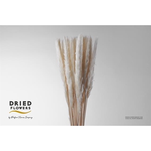 Dried Bleached Cortaderia Fluffy