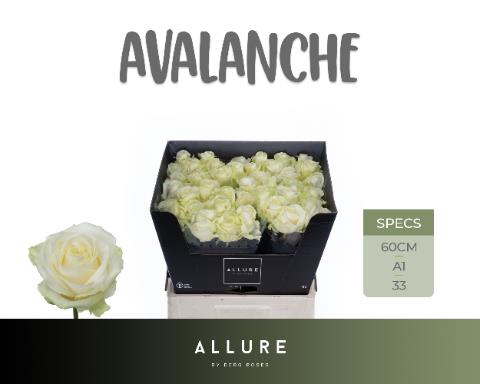 <h4>Rosa la avalanche+ Allure</h4>