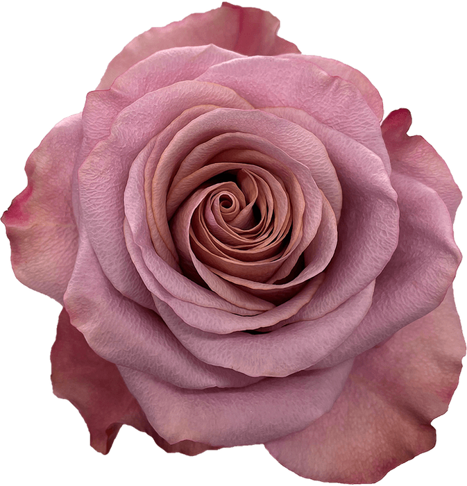 <h4>Rosa Garden Purple Moon</h4>