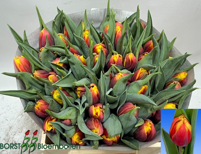 <h4>Tulipa dubb. (Double Late Grp) Bob</h4>