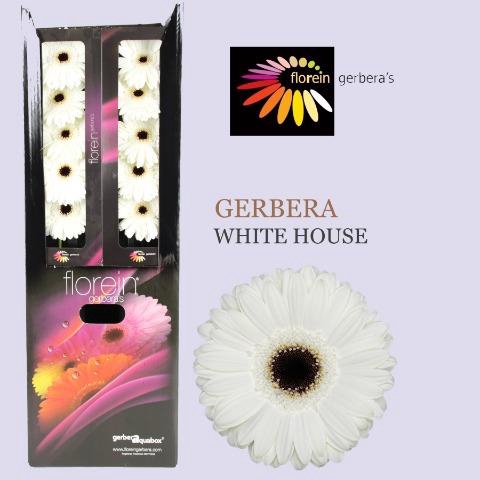 <h4>Gerbera white house</h4>