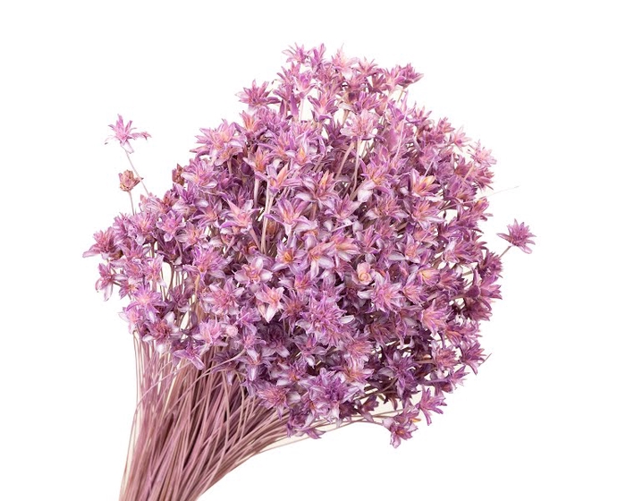 <h4>Hill Flower Lilac Wash</h4>