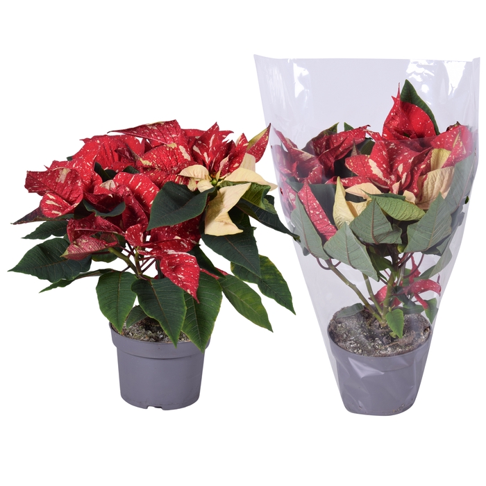 Euphorbia Glitter rood/wit blanco hoes