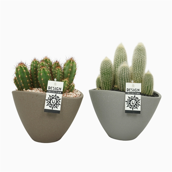<h4>Cactus arrangement in ovale pot grijs/bruin 25 cm</h4>