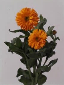 Calendula orange