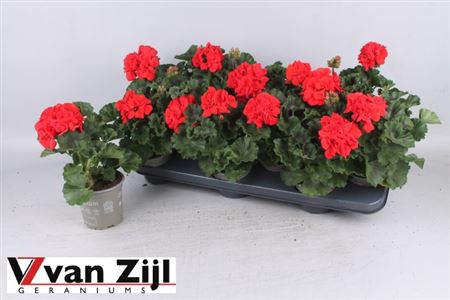 <h4>Pelargonium Zon Dv Mylen Red P10.5</h4>