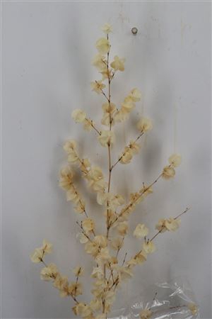 DRIED BOUGAINVILLE BLEACHED 120CM PS