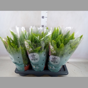 Nephrolepis exal. 'Green Lady'