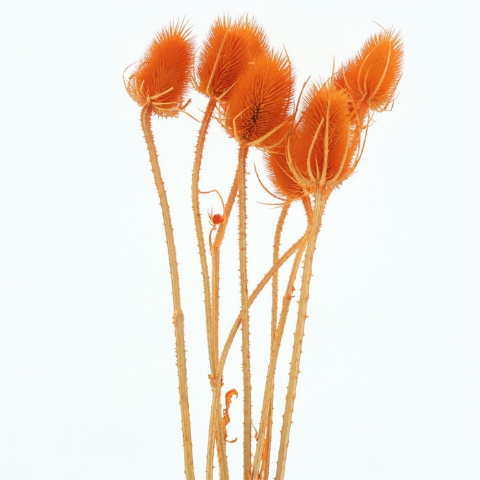Dried Echinops Bleached Orange (8st P Bunch)