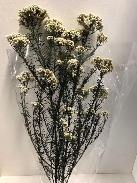 Rice flower on stem 60gr wit