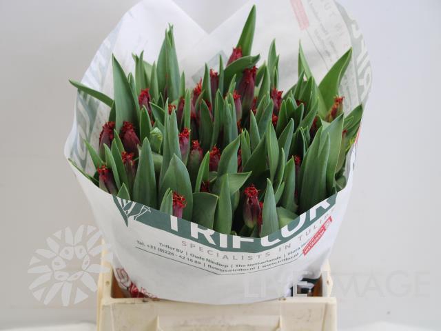 <h4>Tulipa fr valery gergiev</h4>