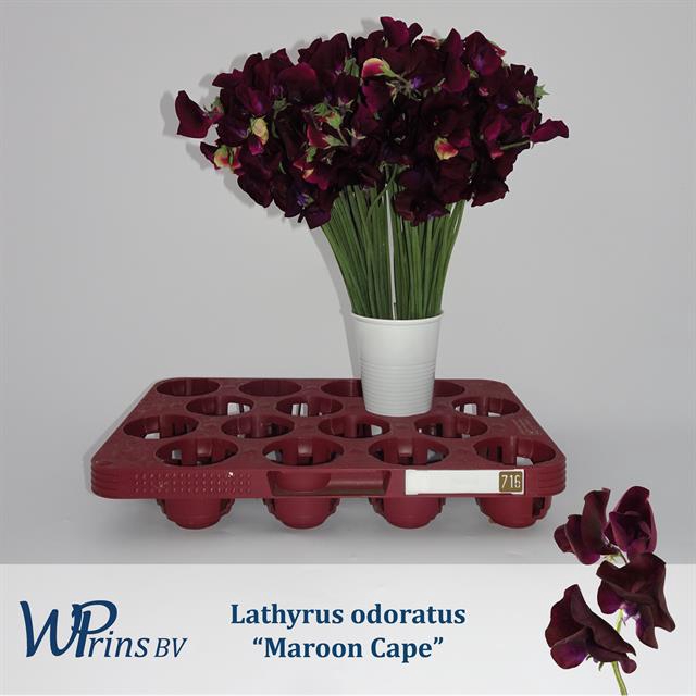 <h4>Lathyrus od maroon cape</h4>