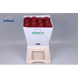 Echeveria Glitter Red (mecx Flowers) Mecx-emmer 8cm