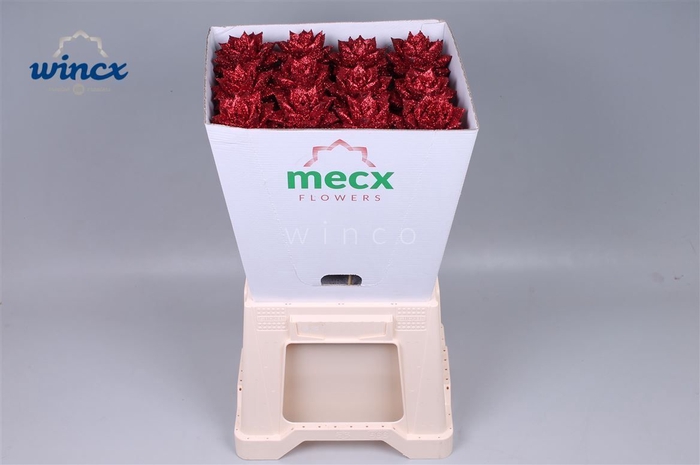 Echeveria Glitter Red (mecx Flowers) Mecx-emmer 8cm