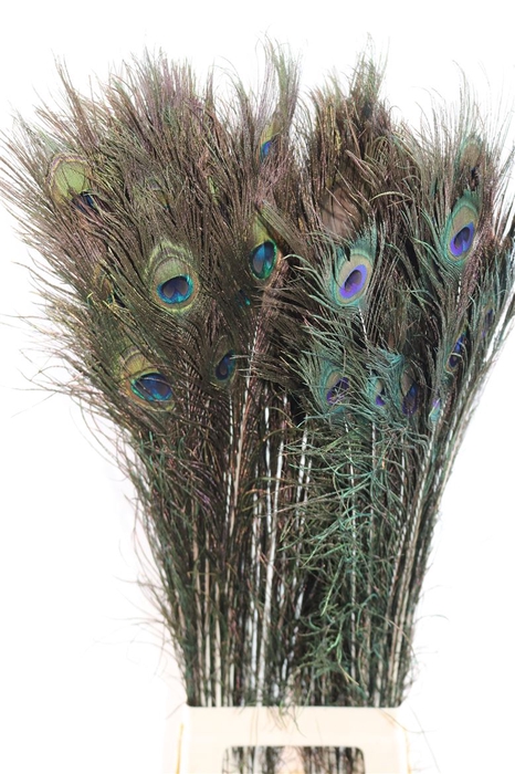 <h4>Feather Peacock Naturel Pst L100-110</h4>