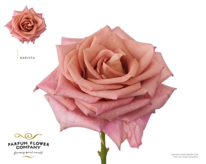 <h4>Rosa Premium Barista</h4>