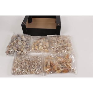 Mix box shells 1 kg-500gr in poly 5 poly in black box