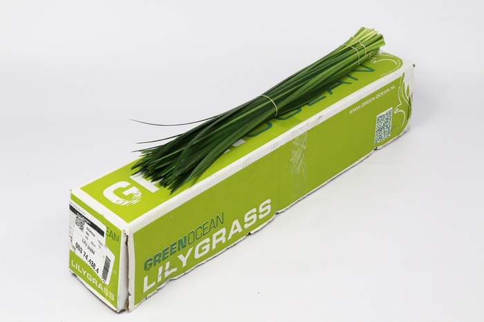 <h4>Leaf lily grass</h4>