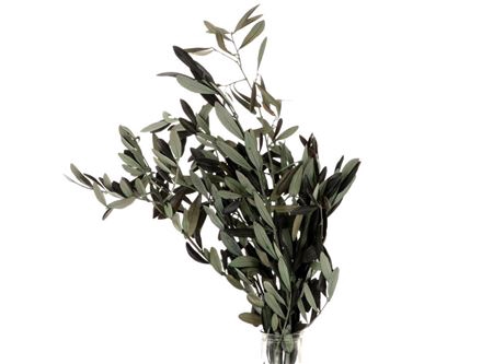 Bunch Olive 150g