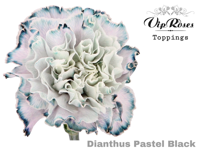 <h4>Dianthus st paint black</h4>