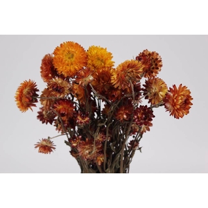 Helichrysum orange per bunch