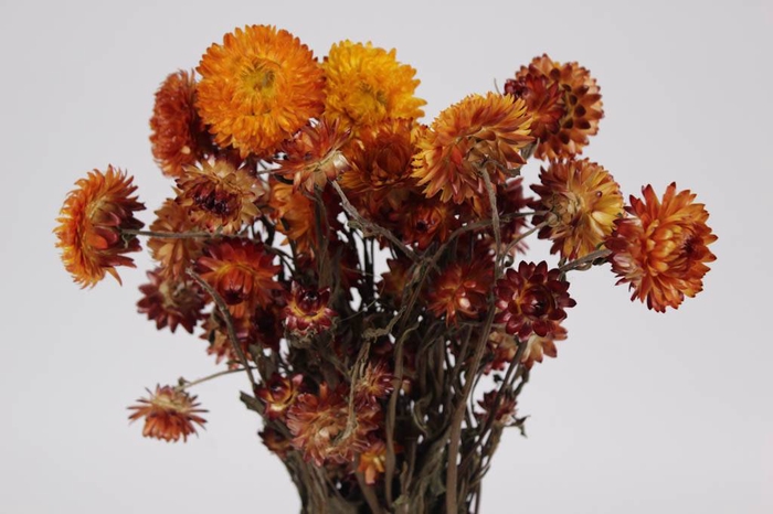 Helichrysum orange per bunch